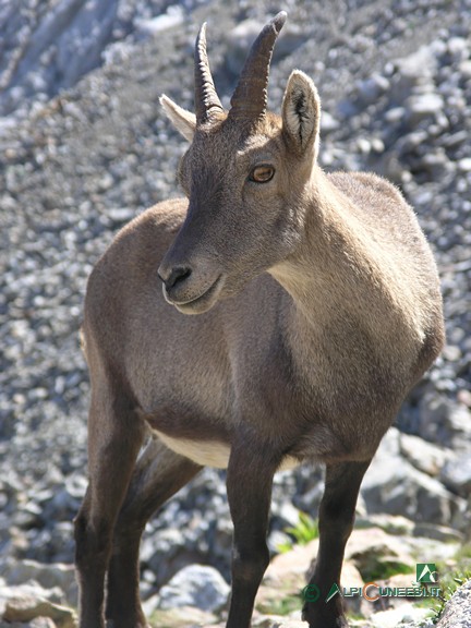 7 - Femmina di stambecco (<i>Capra ibex</i>)  nei pressi del Bivacco Moncalieri (2008)
