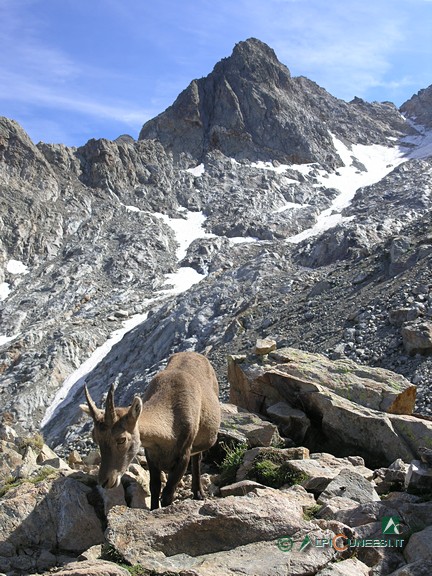 8 - Femmina di stambecco (<i>Capra ibex</i>); sullo sfondo, Cima Borello (2008)