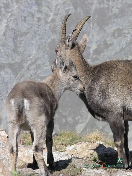 5 - Femmina di stambecco (<i>Capra ibex</i>), con piccolo dell'anno, nei pressi del Bivacco Moncalieri (2008)