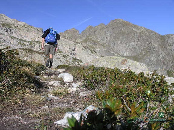 8 - Il tratto tra mirtilli e rododendri, nel punto meno elevato del sentiero (2008)