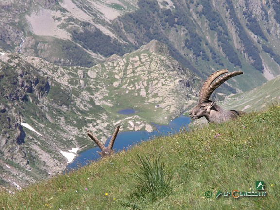 3 - Stambecchi nei pressi del Colle del Vej del Bouc (2009)