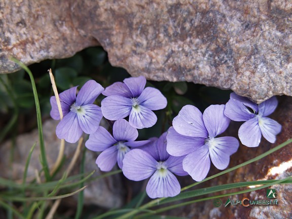 9 - Viola dell'Argentera (<i>Viola argenteria</i>), endemismo ristretto delle Alpi Marittime tipico dei macereti umidi sopra i 2200m di quota (2009)