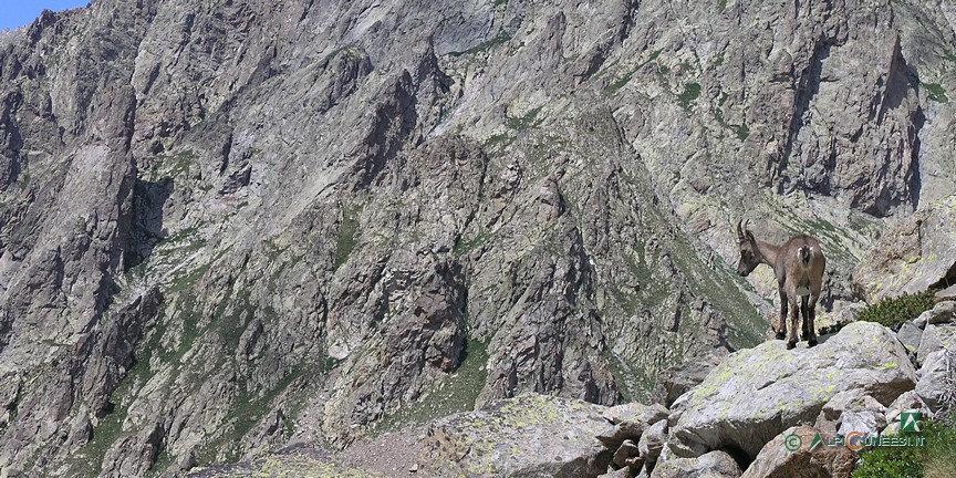 18 - Ein Steinbockweibchen (<i>Capra ibex</i>) beim Pass Colle del Chiapous (2011)