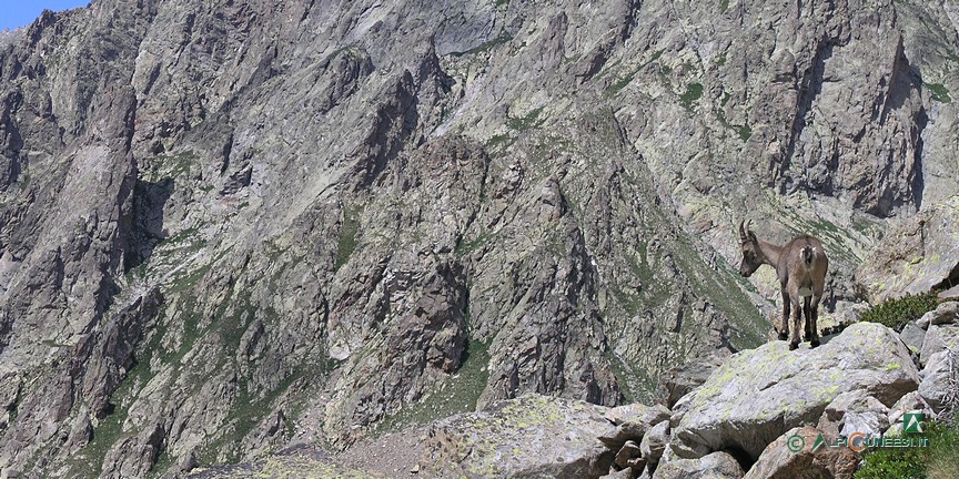 10 - Una femmina di stambecco (<i>Capra ibex</i>) nei presi del Colle del Chiapous (2011)