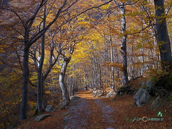 8 - Il bosco di faggi alle spalle della ex Palazzina Reale di Caccia, nella sua splendida colorazione autunnale (2013)