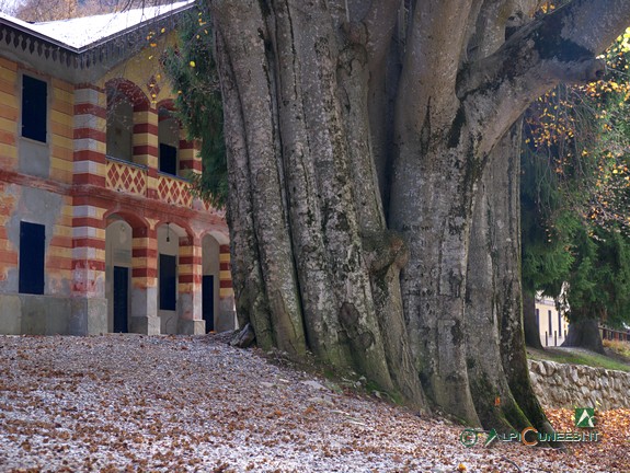 9 - Il tronco di uno dei faggi di fronte alla ex Palazzina Reale di Caccia (2013)