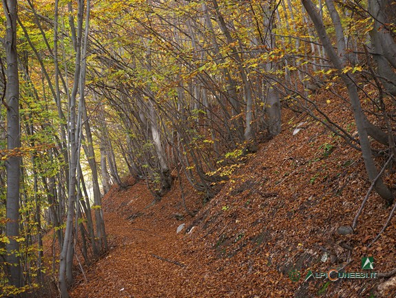 8 - Il bosco di faggio poco a valle delle Gorge della Reina (2013)