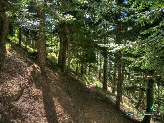 16 - Nel bosco di conifere che si attraversa scendendo dal Colletto della Lausa (2017)