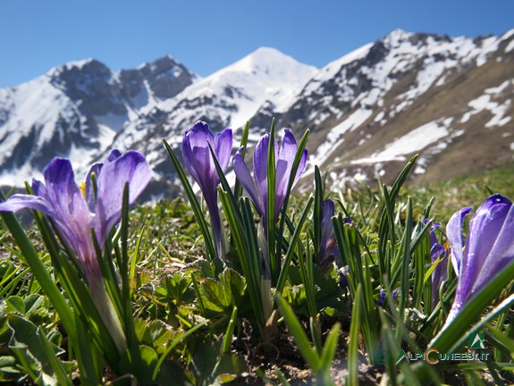 6 - Crocus in fiore al Colle Balur (2017)