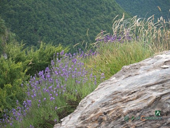 5 - Fioritura di Lavanda (<i>Lavanda officinalis</i>) (2021)