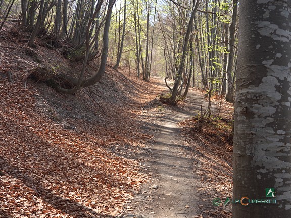 7 - Nel bosco ceduo di faggio verso il Pian dei Funs (2022)