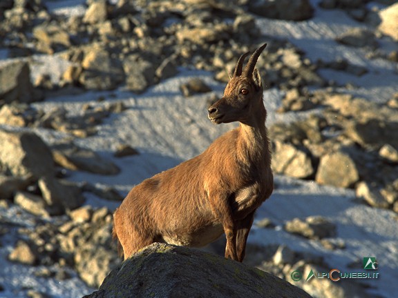1 - Femmina di stambecco (<i>Capra ibex</i>) nei pressi del Rifugio Federici Marchesini (1990)