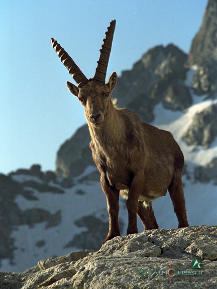 2 - Stambecco maschio (<i>Capra ibex</i>) nei pressi del Rifugio Federici Marchesini (1990)