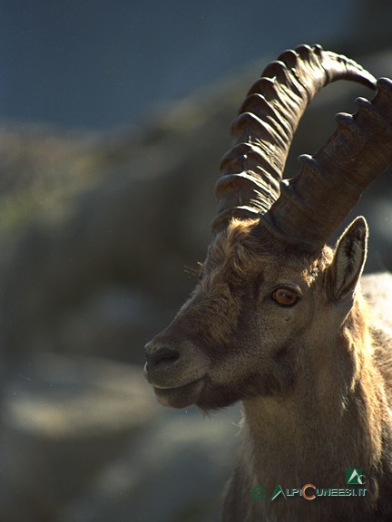 1 - Stambecco (<i>Capra ibex</i>) maschio (esemplare fotografato nell'alto Vallone di Moncolomb) (1990)