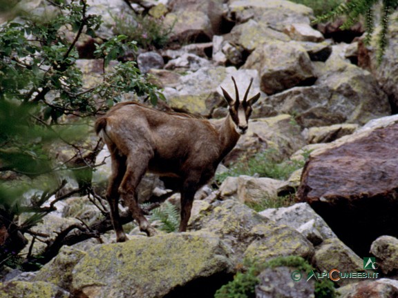 2 - Un camoscio (Rupicapra rupicapra) lungo la strada cha sale a Pian del Valasco (1989)