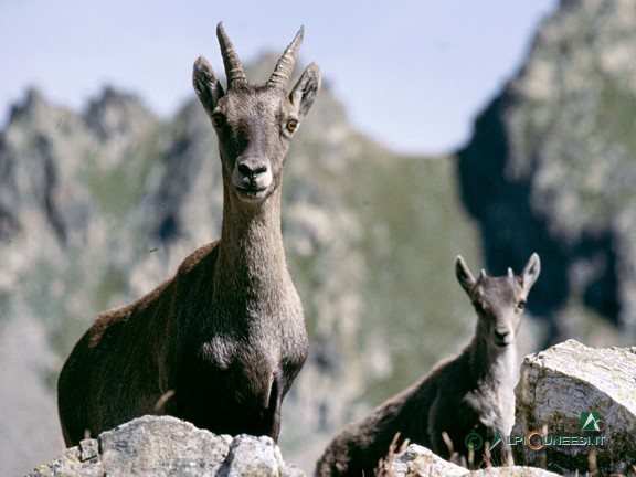 1 - Femmina di stambecco (<i>Capra ibex</i>) con piccolo nei pressi dei Laghi superiori di Valscura (1998)