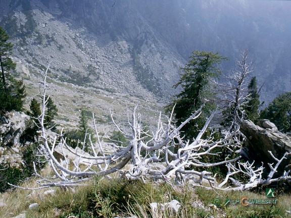 3 - La conca pascoliva vista dal soprastante boschetto di pino montano e larice (2002)