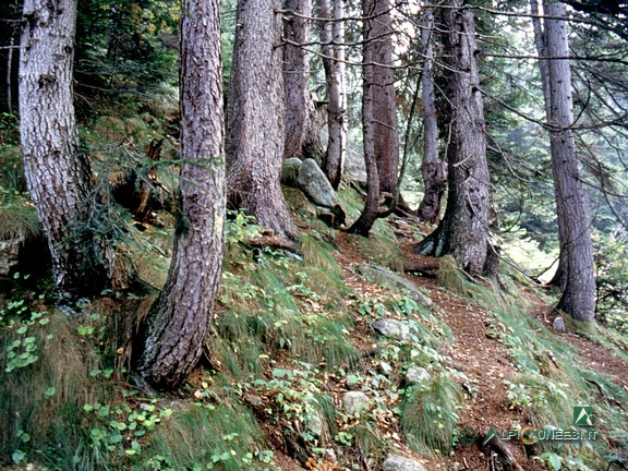 4 - Il bel bosco di abete bianco che si attraversa nel primo tratto del sentiero (2002)