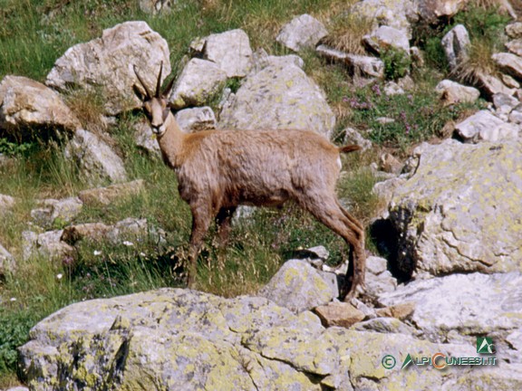 2 - Camoscio (<i>Rupicapra rupicapra</i>) nel Vallone di Fenestrelle (2003)