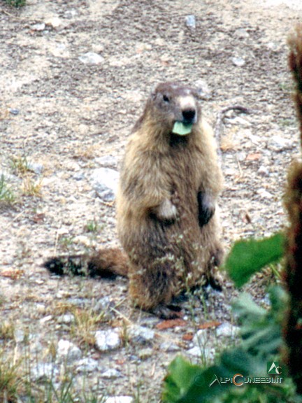 5 - Una marmotta (<i>Marmota marmota</i>) cena nei pressi del Rifugio Genova Figari (2003)