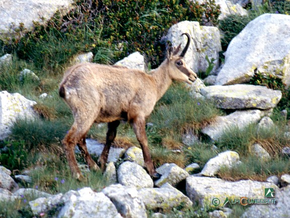 4 - Camoscio al Colletto del Valasco (2003)