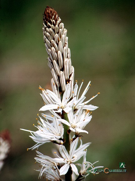 1 - Asfodelo montano (<i>Asphodelus albus</i>) (2004)