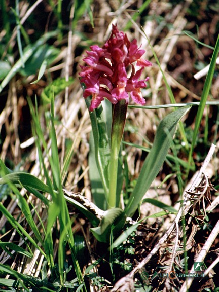 2 - Orchidea sambucina (<i>Orchis sambucina</i>) (2004)