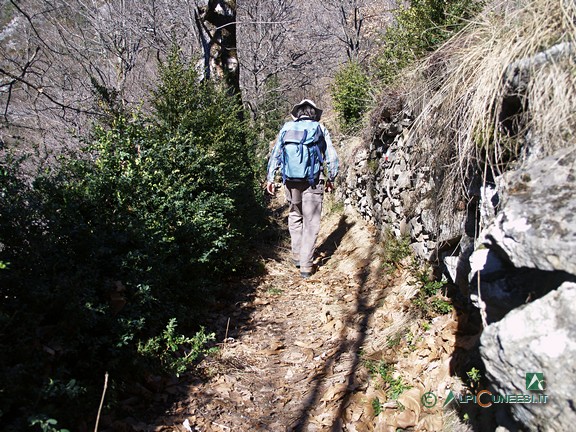 5 - Per lunghi tratti, il sentiero è fiancheggiato da siepi di bosso (2007)