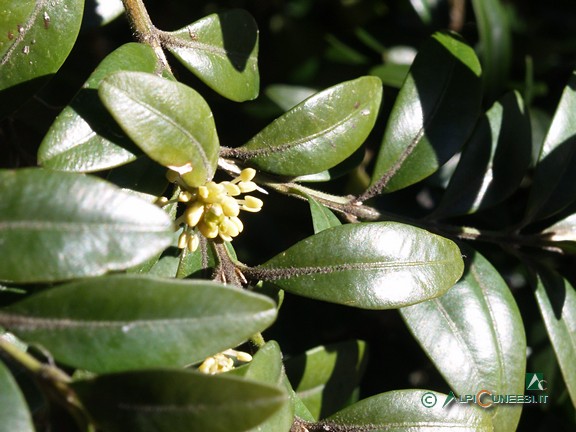 11 - Bosso (<i>Buxus semprevirens</i>), foglie (2007)
