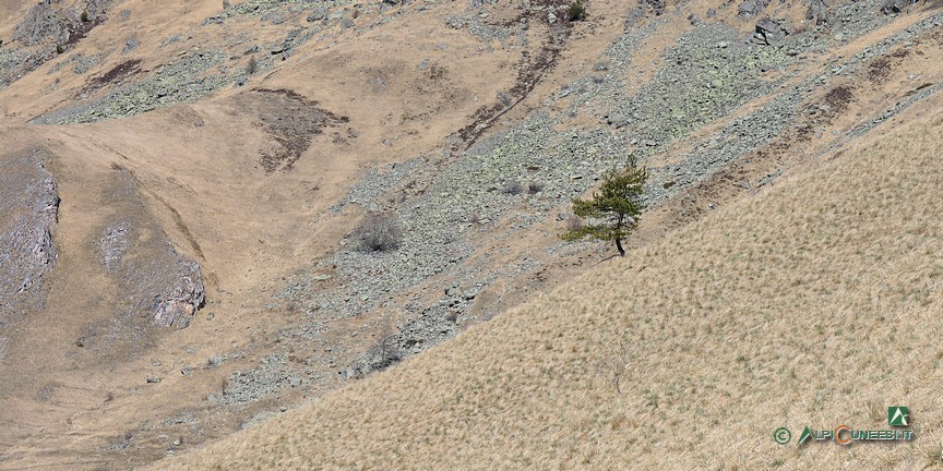 10 - Uno sparuto pino resiste in mezzo agli spogli versanti prativi (2007)