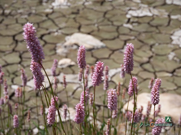 13 - Fioritura di Bistorta (<i>Polygonum bistorta</i>) presso la pozza (qui in secca) nel Vallone Sibolet (2022)