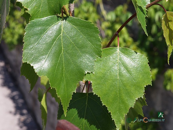 1 - Foglie di Betulla (<i>Betula pendula</i>) (2005)