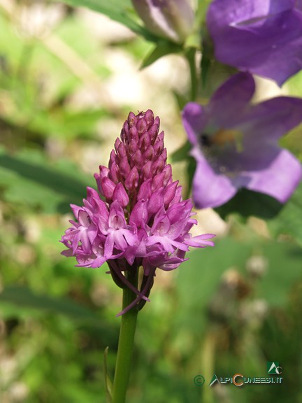 4 - Orchidea (<i>Anacamptis pyramidalis</i>) (2005)