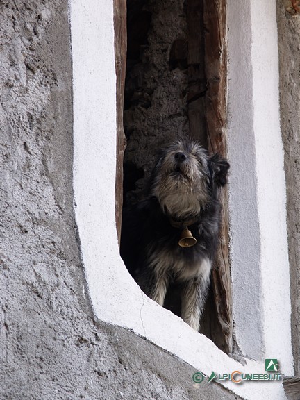 10 - Pratorotondo, un cane da pastore si gode il fresco alla finestra (2005)
