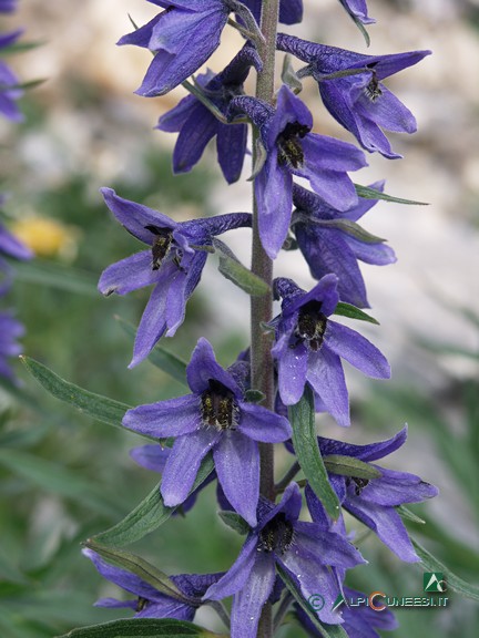 6 - Speronella alpina (<i>Delphinium dubium</i>), pianta tipica di macereti calcarei (2008)