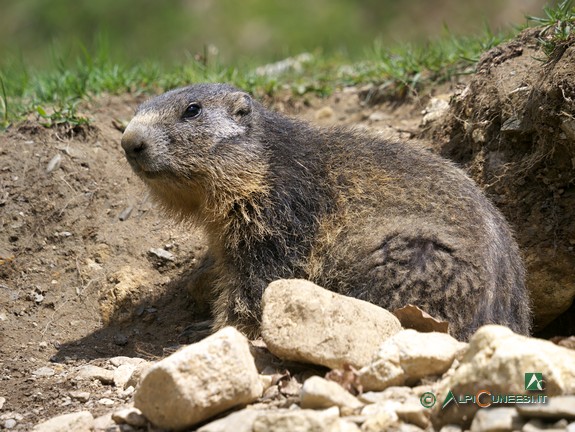 3 - Marmotta (<i>Marmota marmota</i>) (2012)',