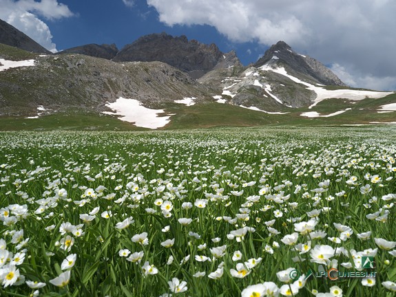 12 - Fioritura primaverile sull'Altopiano della Gardetta (2018)',