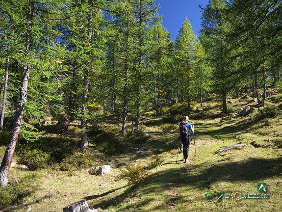 2 - L'ultimo tratto di sentiero nel lariceto prima del Lago Resile (2019)