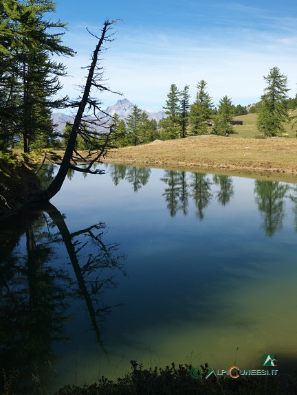 6 - Un vecchio larice si specchia nel Lago Resile (2019)