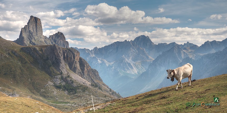 15 - Mucca al pascolo al cospetto del Gruppo Castello Provenzale (2021)