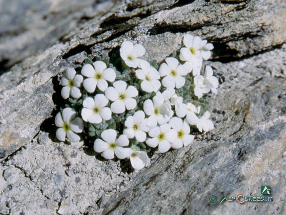 10 - <i>Androsace sp.</i>, minuscola piantina fotografata agli oltre 3100m della vetta della Tête de la Frema (1993)