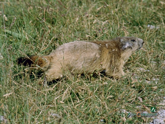 2 - Marmotta (<i>Marmota marmota</i>) (1997)