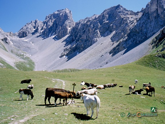 8 - Mucche al pascolo vicino al Lago delle Munie (2004)