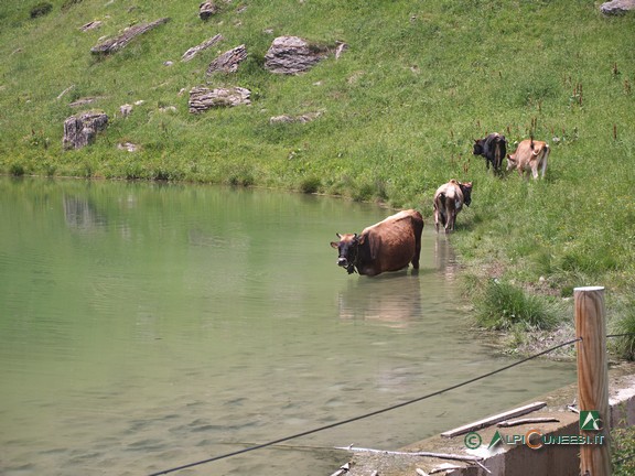 5 - Una mucca si rinfresca al Lago delle Scalette (2022)