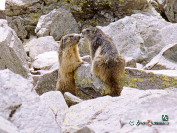 1 - Marmotte (<i>Marmota marmota</i>) (2004)
