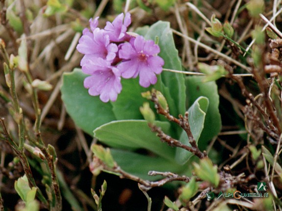 3 - <i>Primula latifolia</i> (2004)