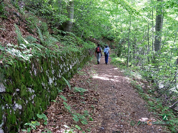 1 - Il tratto nel bosco della bella mulattiera ex militare (2005)