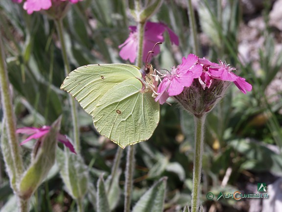 8 - Farfalla Cedronella (<i>Gonepteryx sp.</i>) su <i>Lychnis flos-jovis</i>, fotografati alla stazione botanica Clarence Bicknell (2005)