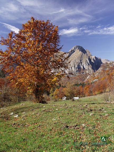 9 - Ai margini della radura di Pian del Creus (2006)