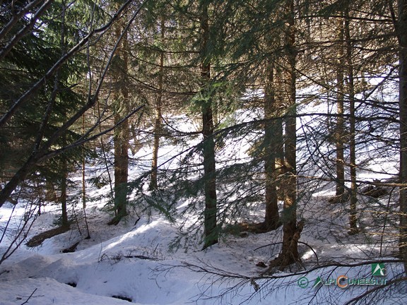 2 - Il bosco di abeti ai margini della strada (2008)